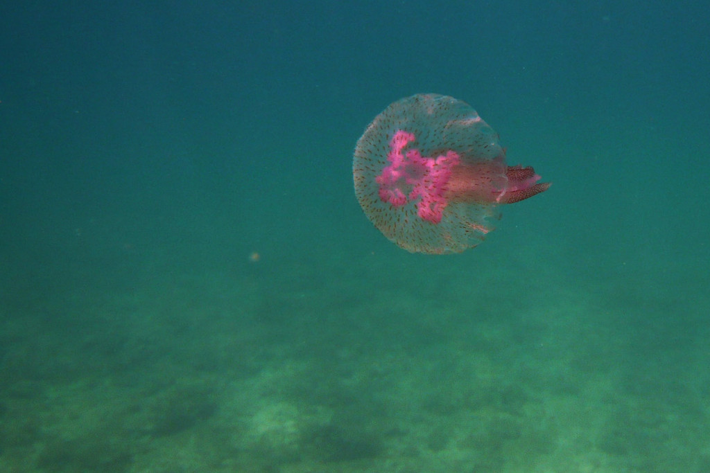 11_fazana_15
